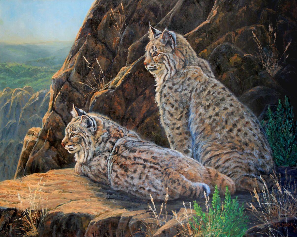 Bobcat, Bobcats, Bobcat art, bobcat painting, leslie kirchner, lesliekirchner art, nature artists, nature art, western wildlife, western wildlife art, western art, cat art, wild cat art