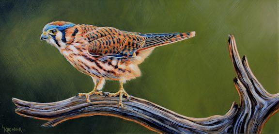 Leslie Kirchner, leslie kirchner art, wildlife art, wildlife artist, western art, nature art, nature artist, kestrel, female kestrel, kestrel art, kestrel painting, bird of prey, bird of prey art, bird of prey painting, falcon, flacon art, falconry, kestrel painting,female kestrel painting