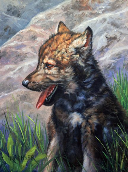 Leslie Kirchner, leslie kirchner artist, wildlife artist, western artist, nature artist, nature art, western art, wildlife art, canid, wild canid, wolf, wolf pup, wolf cub, wolves, grey wolf gray wolf, wolf art, wolf painting, wolf cub art, wolf cub painting