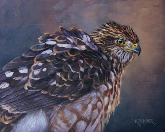 Leslie Kirchner, leslie kirchner art, leslie kirchner artist. leslie kirchner painter, western art, western artist, wildlife artist, wildlife art, nature art, nature artist, bird art, bird of prey art, birds of prey, bird of prey art, raptor art, raptor painting, coopers hawk, coppers hawk art , juvenile coopers hawk, hawk, hawk art, hawk painting, accipiter, accipter painting, accipiter art, falconry, falconry art, falconry painting