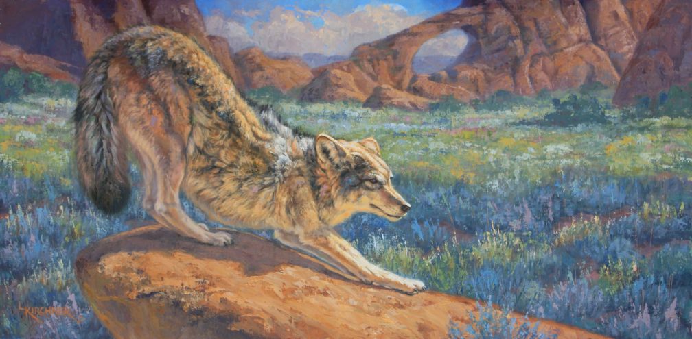 Leslie Kirchner, leslie kirchner art, leslie kirchner artist, wildlife art, wildlife artist, western art, western artist, nature art, nature artist, wild canid art, coyote, coyote art, coyote painting, coyote stretching