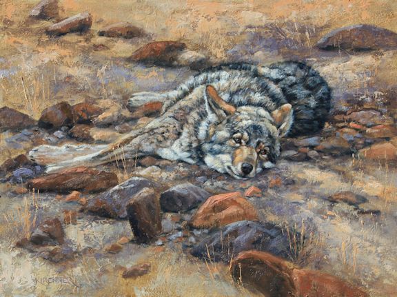 Leslie Kirchner,leslie kirchner art, leslie kirchner artist, wildlife art, wildlife artist, western art, western artist, nature art, nature artist, coyote, coyote art, coyote painting, coyote resting