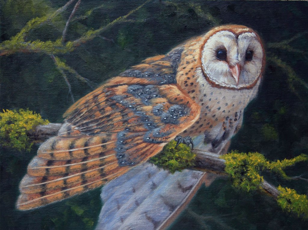 Leslie Kirchner, leslie kirchner art, leslie kirchner artist, wildlife art, wildlife artist, western art, western artist, nature art, nature artist, bird of prey, bird of prey art, raptor, raptor art, owl, owl art, owl painting, raptor painting, barn owl, barn owl art, barn owl painting