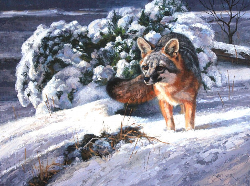 Leslie Kirchner, leslie kirchner art, leslie kirchner artist,wildlife artist, wildlife art, nature art, nature artist, western art, western artist, fox art, fox painting, grey fox art, grey fox painting, fox in snow, fox in snow art, fox in snow painting, grey fox in snow