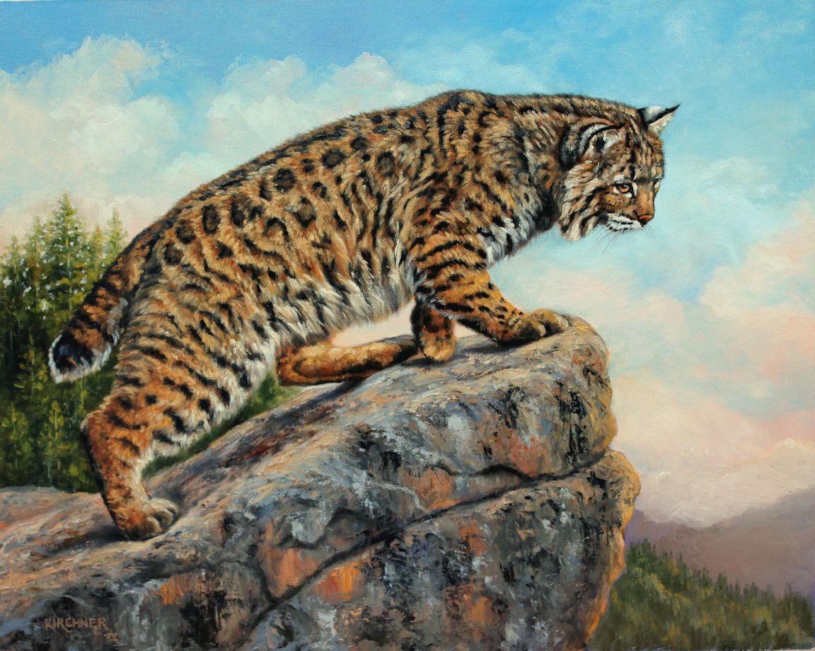 Leslie Kirchner, leslie kirchner art, leslie kirchner artist, wildlife art, wildlife artist, western art, western artist, nature art, nature artist, cat art, ct painting, bobcat, bobcat art, bobcat painting