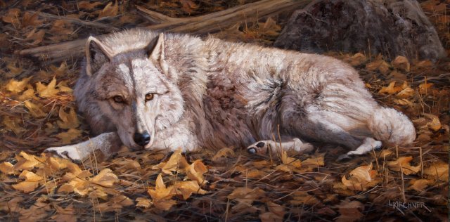 Leslie Kirchner, leslie kirchner, leslie kirchner nart, leslie kirchner artist, wildlife art, wildlife artist, nature art, nature artist, western art, western artist, wolf, wolf art, white wolf, white wolf art, wolf painting, grey wolf, gray wolf, gray wolf art, gray wolf painting, wolf laying down